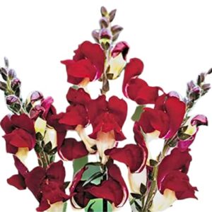park seed night and day snapdragon seeds, pack of 100 seeds