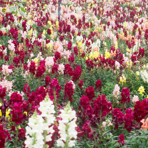 Park Seed Night and Day Snapdragon Seeds, Pack of 100 Seeds