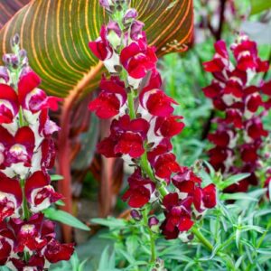 Park Seed Night and Day Snapdragon Seeds, Pack of 100 Seeds