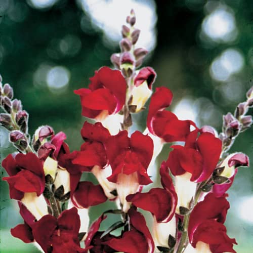 Park Seed Night and Day Snapdragon Seeds, Pack of 100 Seeds