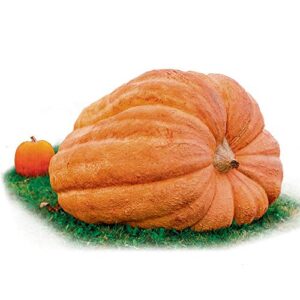park seed dill's atlantic giant pumpkin seeds - large pumpkins - world record sized pumpkins - pack of 10 seed