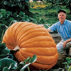 Park Seed Dill's Atlantic Giant Pumpkin Seeds - Large Pumpkins - World Record Sized Pumpkins - Pack of 10 Seed