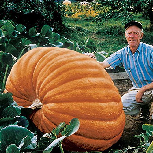 Park Seed Dill's Atlantic Giant Pumpkin Seeds - Large Pumpkins - World Record Sized Pumpkins - Pack of 10 Seed