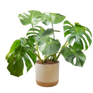 costa farms monstera swiss cheese plant, live indoor plant, easy to grow split leaf houseplant in indoors garden plant pot, housewarming, decoration for home, office, and room decor, 2-3 feet tall
