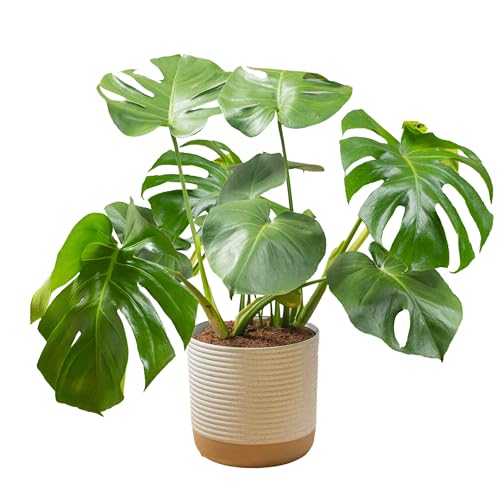 Costa Farms Monstera Swiss Cheese Plant, Live Indoor Plant, Easy to Grow Split Leaf Houseplant in Indoors Garden Plant Pot, Housewarming, Decoration for Home, Office, and Room Decor, 2-3 Feet Tall