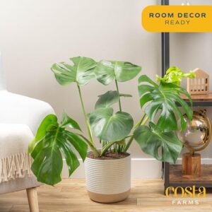 Costa Farms Monstera Swiss Cheese Plant, Live Indoor Plant, Easy to Grow Split Leaf Houseplant in Indoors Garden Plant Pot, Housewarming, Decoration for Home, Office, and Room Decor, 2-3 Feet Tall