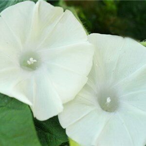 Non GMO Bulk Morning Glory, Moonflower Flower Seeds (1/4 Lb)