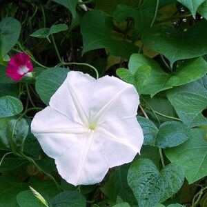 Non GMO Bulk Morning Glory, Moonflower Flower Seeds (1/4 Lb)