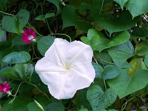 Non GMO Bulk Morning Glory, Moonflower Flower Seeds (1/4 Lb)