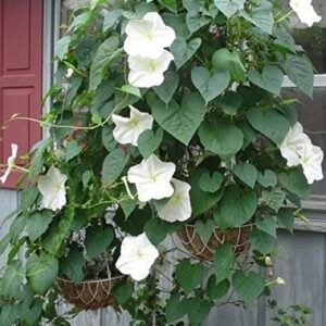 Non GMO Bulk Morning Glory, Moonflower Flower Seeds (1/4 Lb)