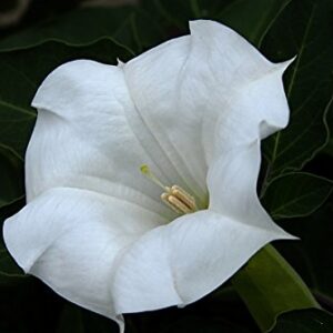 Non GMO Bulk Morning Glory, Moonflower Flower Seeds (1/4 Lb)