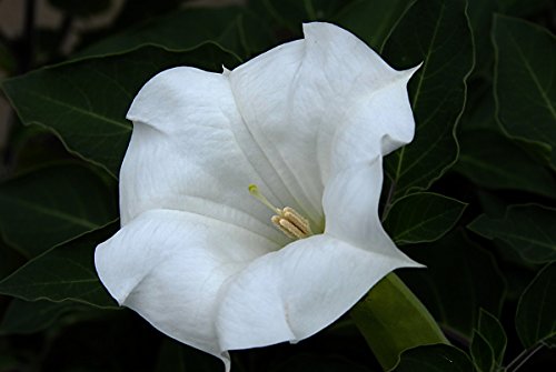 Non GMO Bulk Morning Glory, Moonflower Flower Seeds (1/4 Lb)