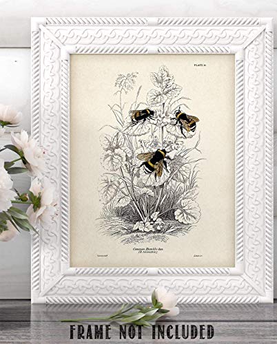 Bumble Bee Illustration - Bumblebee Farmhouse Bee Decor, Honey Bee Nature Poster, Kitchen and Room Decor, Classic Botanical Decoration and Gift for Bee Lovers, 11x14 Unframed Art Print Poster