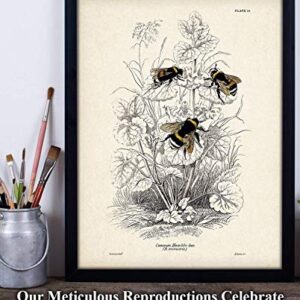 Bumble Bee Illustration - Bumblebee Farmhouse Bee Decor, Honey Bee Nature Poster, Kitchen and Room Decor, Classic Botanical Decoration and Gift for Bee Lovers, 11x14 Unframed Art Print Poster