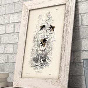 Bumble Bee Illustration - Bumblebee Farmhouse Bee Decor, Honey Bee Nature Poster, Kitchen and Room Decor, Classic Botanical Decoration and Gift for Bee Lovers, 11x14 Unframed Art Print Poster