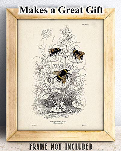 Bumble Bee Illustration - Bumblebee Farmhouse Bee Decor, Honey Bee Nature Poster, Kitchen and Room Decor, Classic Botanical Decoration and Gift for Bee Lovers, 11x14 Unframed Art Print Poster