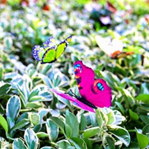 VGOODALL 50pcs Butterfly Garden Decorations, 11.5 inch Plastic Butterfly Stakes Ornaments Artificial Butterflies for Flower Bouquet Arrangements Crafts Outdoor Wall Patio Plant Christmas Yard Decor