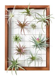 mkono air plant frame hanging airplant holder tillandsia display hanger wooden shelf wall decor for house plants, succulent, christma gifts for plant lovers, 16" (plant not included)