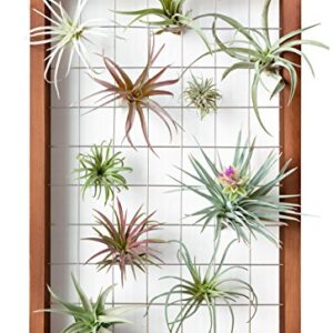 Mkono Air Plant Frame Hanging Airplant Holder Tillandsia Display Hanger Wooden Shelf Wall Decor for House Plants, Succulent, Christma Gifts for Plant Lovers, 16" (Plant Not Included)