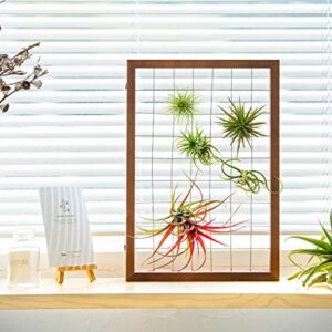 Mkono Air Plant Frame Hanging Airplant Holder Tillandsia Display Hanger Wooden Shelf Wall Decor for House Plants, Succulent, Christma Gifts for Plant Lovers, 16" (Plant Not Included)