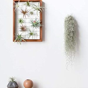 Mkono Air Plant Frame Hanging Airplant Holder Tillandsia Display Hanger Wooden Shelf Wall Decor for House Plants, Succulent, Christma Gifts for Plant Lovers, 16" (Plant Not Included)