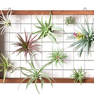 Mkono Air Plant Frame Hanging Airplant Holder Tillandsia Display Hanger Wooden Shelf Wall Decor for House Plants, Succulent, Christma Gifts for Plant Lovers, 16" (Plant Not Included)