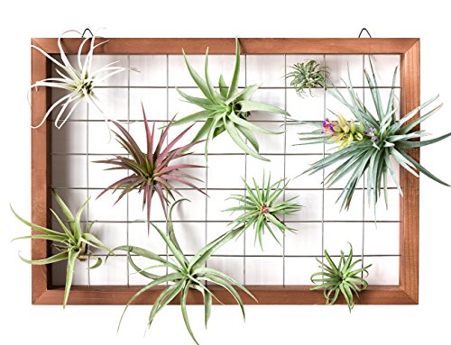 Mkono Air Plant Frame Hanging Airplant Holder Tillandsia Display Hanger Wooden Shelf Wall Decor for House Plants, Succulent, Christma Gifts for Plant Lovers, 16" (Plant Not Included)