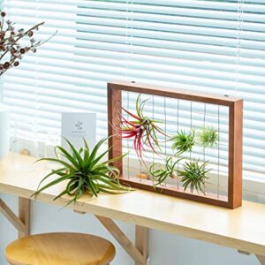 Mkono Air Plant Frame Hanging Airplant Holder Tillandsia Display Hanger Wooden Shelf Wall Decor for House Plants, Succulent, Christma Gifts for Plant Lovers, 16" (Plant Not Included)