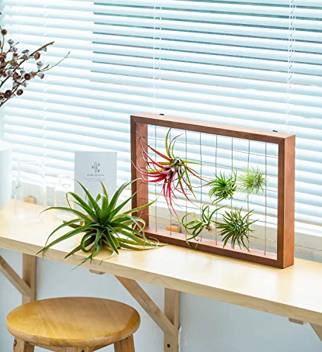 Mkono Air Plant Frame Hanging Airplant Holder Tillandsia Display Hanger Wooden Shelf Wall Decor for House Plants, Succulent, Christma Gifts for Plant Lovers, 16" (Plant Not Included)