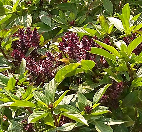 Heirloom Thai Basil Seeds - Ocimum basilicum VAR. thyrsiflorum - 350 Seeds, 1/2 Gram - B232