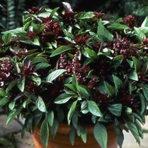 Heirloom Thai Basil Seeds - Ocimum basilicum VAR. thyrsiflorum - 350 Seeds, 1/2 Gram - B232