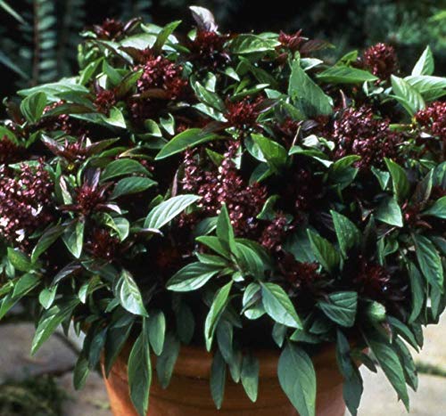 Heirloom Thai Basil Seeds - Ocimum basilicum VAR. thyrsiflorum - 350 Seeds, 1/2 Gram - B232