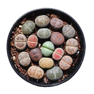 pack of 10 live small exotic lithops plant one year old seedlings perfect for lithops starter great terrarium addition (pack of 10 seedlings)