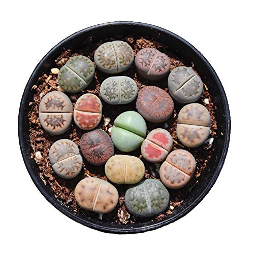 Pack of 10 Live Small Exotic Lithops Plant One Year Old Seedlings Perfect for Lithops Starter Great Terrarium Addition (Pack of 10 Seedlings)