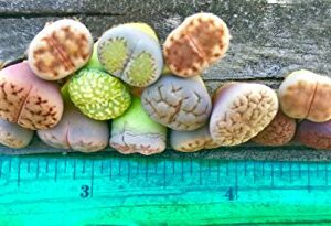 Pack of 10 Live Small Exotic Lithops Plant One Year Old Seedlings Perfect for Lithops Starter Great Terrarium Addition (Pack of 10 Seedlings)