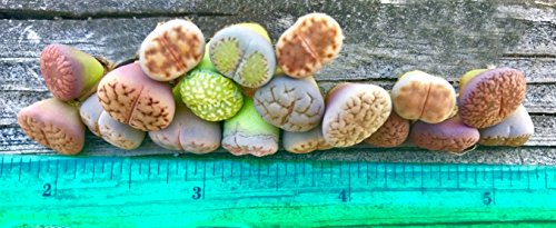 Pack of 10 Live Small Exotic Lithops Plant One Year Old Seedlings Perfect for Lithops Starter Great Terrarium Addition (Pack of 10 Seedlings)