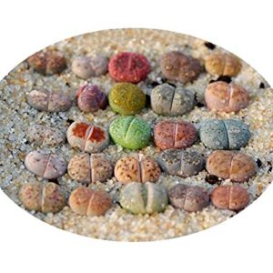 Pack of 10 Live Small Exotic Lithops Plant One Year Old Seedlings Perfect for Lithops Starter Great Terrarium Addition (Pack of 10 Seedlings)