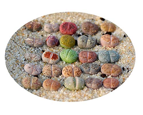 Pack of 10 Live Small Exotic Lithops Plant One Year Old Seedlings Perfect for Lithops Starter Great Terrarium Addition (Pack of 10 Seedlings)