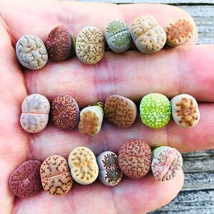 Pack of 10 Live Small Exotic Lithops Plant One Year Old Seedlings Perfect for Lithops Starter Great Terrarium Addition (Pack of 10 Seedlings)