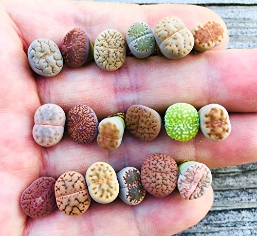 Pack of 10 Live Small Exotic Lithops Plant One Year Old Seedlings Perfect for Lithops Starter Great Terrarium Addition (Pack of 10 Seedlings)