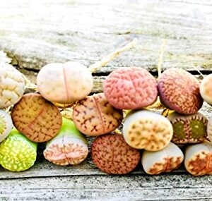 Pack of 10 Live Small Exotic Lithops Plant One Year Old Seedlings Perfect for Lithops Starter Great Terrarium Addition (Pack of 10 Seedlings)