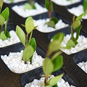 Organic Perlite by Perfect Plants — Add to Soil for Indoor & Outdoor Container Plants for Drainage Management and Enhanced Growth (8qts.)