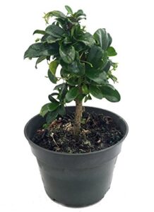 fukien tea bonsai tree - carmona microphylla - 6" pot - indoor houseplant