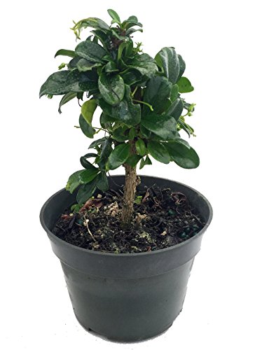 Fukien Tea Bonsai Tree - Carmona microphylla - 6" Pot - Indoor Houseplant