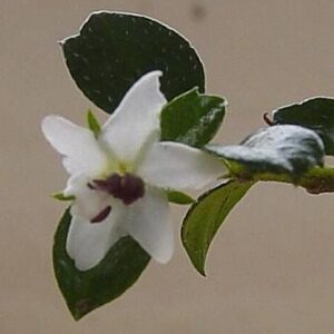 Fukien Tea Bonsai Tree - Carmona microphylla - 6" Pot - Indoor Houseplant