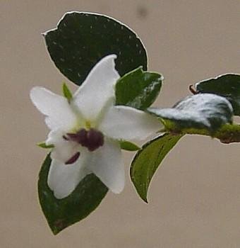 Fukien Tea Bonsai Tree - Carmona microphylla - 6" Pot - Indoor Houseplant