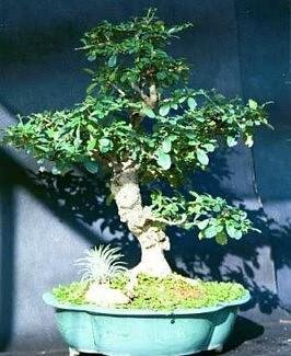 Fukien Tea Bonsai Tree - Carmona microphylla - 6" Pot - Indoor Houseplant