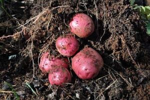simply seed™ - 5 lbs - red norland potato seed - non gmo - naturally grown - order now for spring planting