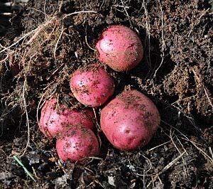 Simply Seed™ - 5 LBS - Red Norland Potato Seed - Non GMO - Naturally Grown - Order Now for Spring Planting