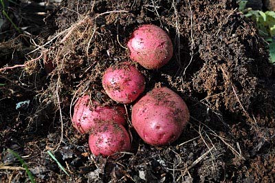 Simply Seed™ - 5 LBS - Red Norland Potato Seed - Non GMO - Naturally Grown - Order Now for Spring Planting